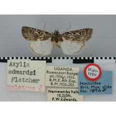 /filer/webapps/moths/media/images/E/edwardsi_Axylia_HT_BMNH.jpg