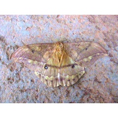 /filer/webapps/moths/media/images/D/discrepans_Pseudantheraea_A_Guyonnet.jpg