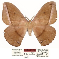 /filer/webapps/moths/media/images/R/rostaingi_Maltagorea_PT_Basquina.jpg