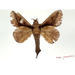 /filer/webapps/moths/media/images/G/guineanum_Streblote_AM_Alberta_02.jpg