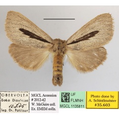 /filer/webapps/moths/media/images/R/rhabdophora_Roppa_A_MGCLa_02.JPG
