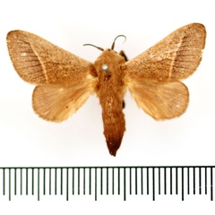 /filer/webapps/moths/media/images/A/albilinea_Latoia_AM_BMNH.jpg