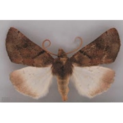 /filer/webapps/moths/media/images/P/perquisita_Illa_AM_TMSA_02.jpg