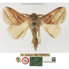 /filer/webapps/moths/media/images/P/prompta_Lasiocampa_HT_NHMUK.jpg
