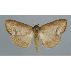 /filer/webapps/moths/media/images/M/macrodonta_Rasemia_AF_RMCA.jpg