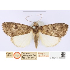 /filer/webapps/moths/media/images/A/abrostoloides_Proconis_HT_BMNH_iY25Ge5.jpg