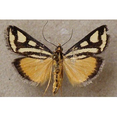 /filer/webapps/moths/media/images/V/venustalis_Loxostege_A_Butler.jpg