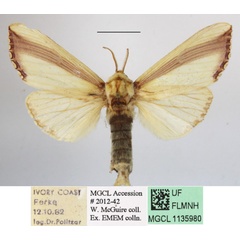 /filer/webapps/moths/media/images/O/ornata_Rigema_A_MGCLa_02.jpg