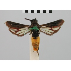 /filer/webapps/moths/media/images/M/melitosoma_Isocylindra_HT_BMNH.jpg