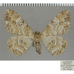 /filer/webapps/moths/media/images/L/longifibulata_Cleora_AF_ZSM_01.jpg