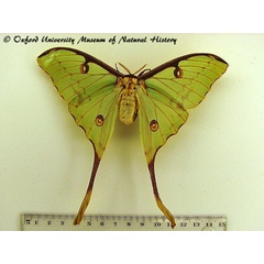 /filer/webapps/moths/media/images/M/mimosae_Argema_AF_OUMNH.JPG