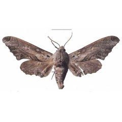 /filer/webapps/moths/media/images/B/boisduvali_Oplerclanis_AF_EMEMa.jpg