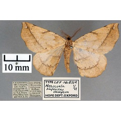 /filer/webapps/moths/media/images/R/rufescens_Mesocoela_ST_OUMNH_01.jpg