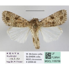 /filer/webapps/moths/media/images/T/triturata_Spodoptera_A_MGCL_01.JPG