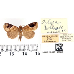 /filer/webapps/moths/media/images/H/hollandi_Oglasa_HT_BMNH.jpg