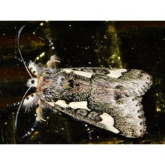 /filer/webapps/moths/media/images/S/schencki_Syfanoidea_A_Grobler.jpg