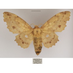 /filer/webapps/moths/media/images/B/bryki_Mimopacha_AF_TMSA.jpg