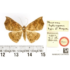 /filer/webapps/moths/media/images/L/lepticyma_Pleurona_HT_BMNH.jpg