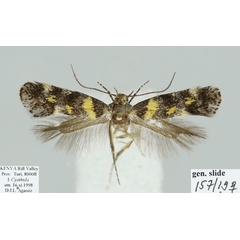 /filer/webapps/moths/media/images/C/cyathula_Chrysoesthia_FPT_D._Agassiz.jpg