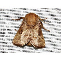 /filer/webapps/moths/media/images/I/isophanes_Omocenoides_A_Braun.jpg