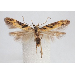 /filer/webapps/moths/media/images/L/leuconigrella_Leuronoma_PTM_BMNH.jpg