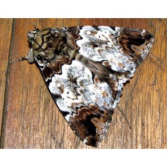 /filer/webapps/moths/media/images/S/sypnoides_Tolna_A_Braun_17.jpg