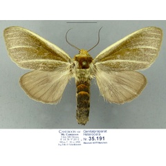 /filer/webapps/moths/media/images/S/spurcata_Antheua_AF_Schintlmeister.jpg