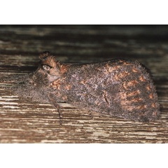 /filer/webapps/moths/media/images/B/bicolor_Sarimarais_A_Roland_01.jpg