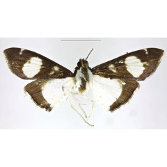 /filer/webapps/moths/media/images/U/unipunctalis_Diaphania_HT_RMNH.jpg
