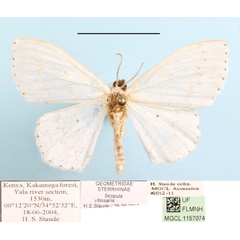 /filer/webapps/moths/media/images/V/vitiosaria_Scopula_A_MGCLa_01.JPG