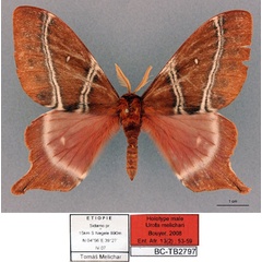 /filer/webapps/moths/media/images/M/melichari_Urota_HT_RBINSa.jpg