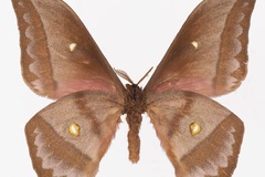 Gonimbrasia anthinoides