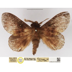/filer/webapps/moths/media/images/J/jaensis_Mallocampa_PTM_NHMUK.jpg