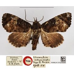 /filer/webapps/moths/media/images/P/polymorpha_Chlumetia_LT_NHMUK.jpg