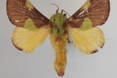 Hilipoda gravidipes
