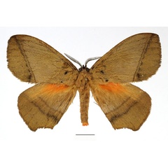 /filer/webapps/moths/media/images/S/scutaea_Acrojana_AM_Basquin_03.jpg