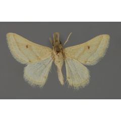 /filer/webapps/moths/media/images/D/dissimilis_Acidaliastis_A_ZSM_01.jpg