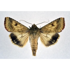 /filer/webapps/moths/media/images/A/armigera_Helicoverpa_A_NHMO.jpg