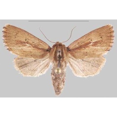/filer/webapps/moths/media/images/M/metiminko_Sciomesa_PTF_MNHNa.jpg