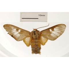 /filer/webapps/moths/media/images/C/curriei_Balacra_ST_USNM_01.jpg