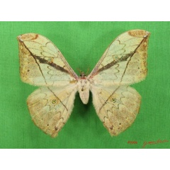 /filer/webapps/moths/media/images/A/arenivaga_Pselaphelia_A_Alberta_01.jpg