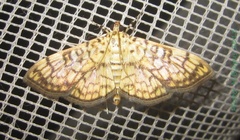 /filer/webapps/moths/media/images/D/derogata_Haritalodes_A_Bippus.jpg