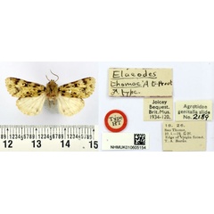 /filer/webapps/moths/media/images/T/thomae_Elaeodes_HT_BMNH.jpg