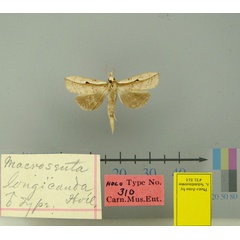 /filer/webapps/moths/media/images/L/longicauda-Macrosenta-31514-ST-Gabon.jpg