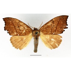 /filer/webapps/moths/media/images/A/aurivilliusi_Archinadata_AM_Basquin.jpg
