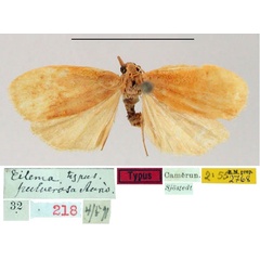 /filer/webapps/moths/media/images/P/pulverosa_Eilema_ST_SNHM.jpg