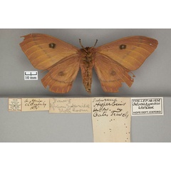 /filer/webapps/moths/media/images/H/hyperbius_Saturnia_HT_OUMNH_02.jpg