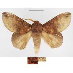 /filer/webapps/moths/media/images/L/leighi_Mallocampa_AM_TMSA_01.jpg