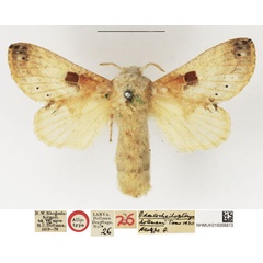 /filer/webapps/moths/media/images/D/dollmani_Odontocheilopteryx_AT_NHMUK.jpg