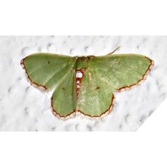 /filer/webapps/moths/media/images/S/saliata_Allochrostes_A_Braun_02.jpg